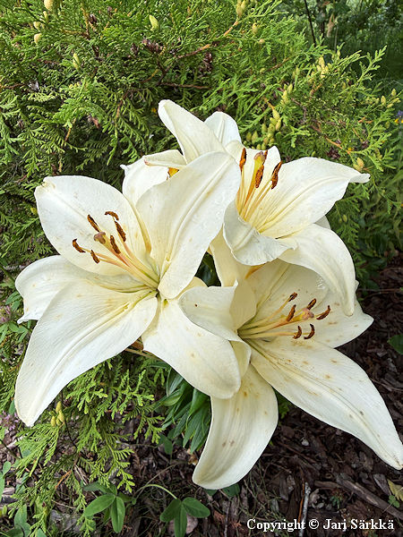 Lilium Hollandicum-Ryhm� 'Gwen', tarhasarjalilja